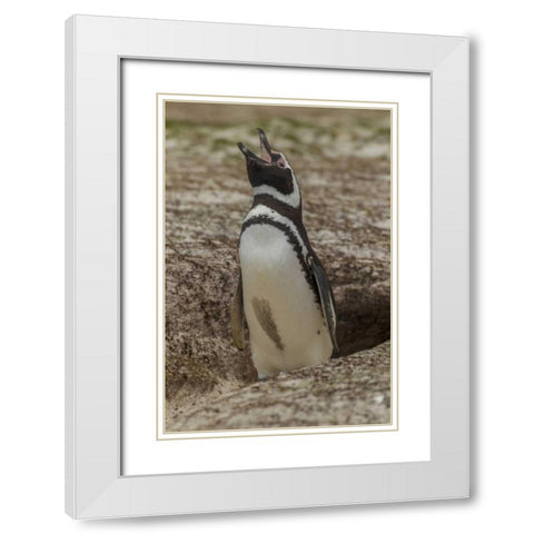 East Falkland Magellanic penguin braying White Modern Wood Framed Art Print with Double Matting by Illg, Cathy and Gordon