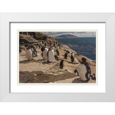 Saunders Island Rockhopper penguins on cliff White Modern Wood Framed Art Print with Double Matting by Illg, Cathy and Gordon