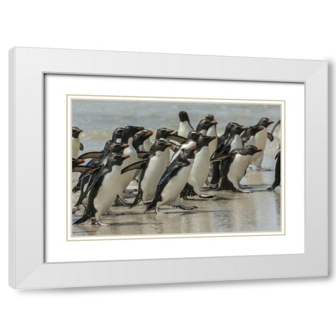 Saunders Island Rockhopper penguins returning White Modern Wood Framed Art Print with Double Matting by Illg, Cathy and Gordon