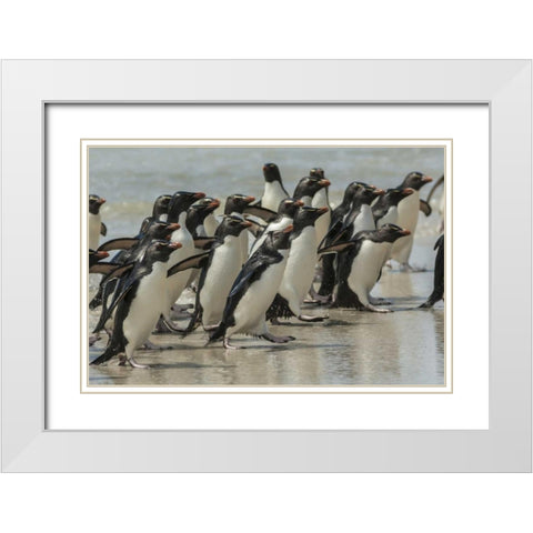 Saunders Island Rockhopper penguins returning White Modern Wood Framed Art Print with Double Matting by Illg, Cathy and Gordon
