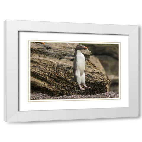 Saunders Island Rockhopper penguin hopping White Modern Wood Framed Art Print with Double Matting by Illg, Cathy and Gordon