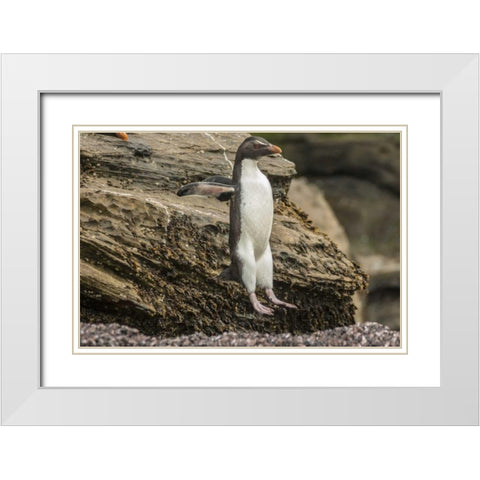 Saunders Island Rockhopper penguin hopping White Modern Wood Framed Art Print with Double Matting by Illg, Cathy and Gordon
