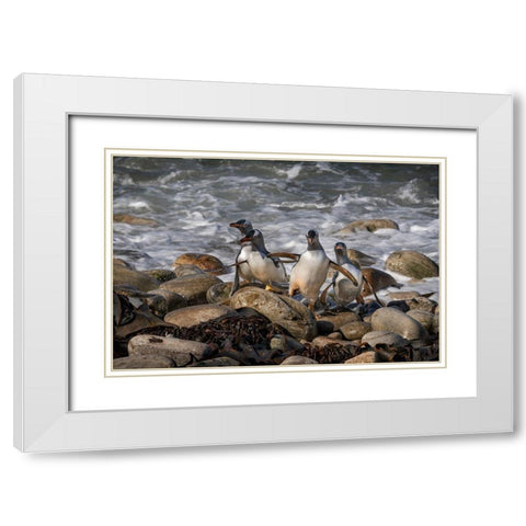 Falkland Islands-Grave Cove Gentoo penguins returning from ocean  White Modern Wood Framed Art Print with Double Matting by Jaynes Gallery
