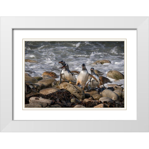 Falkland Islands-Grave Cove Gentoo penguins returning from ocean  White Modern Wood Framed Art Print with Double Matting by Jaynes Gallery