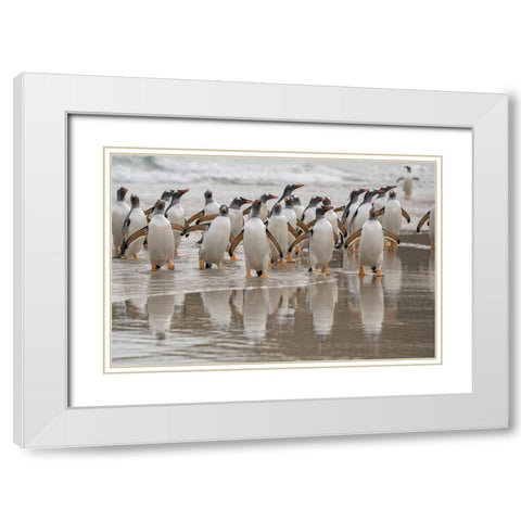 Falkland Islands-Grave Cove Gentoo penguins emerging from ocean  White Modern Wood Framed Art Print with Double Matting by Jaynes Gallery