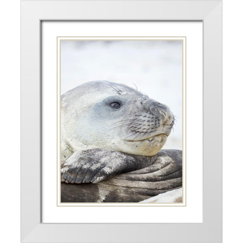 Southern elephant seal male-after harem and breeding season on the Falkland Islands White Modern Wood Framed Art Print with Double Matting by Zwick, Martin