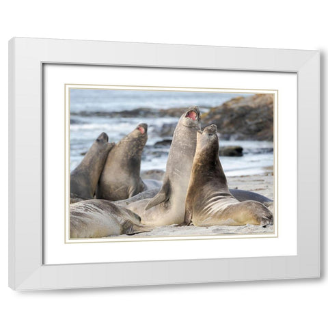 Southern elephant seal after harem and breeding season Young bulls fighting  White Modern Wood Framed Art Print with Double Matting by Zwick, Martin