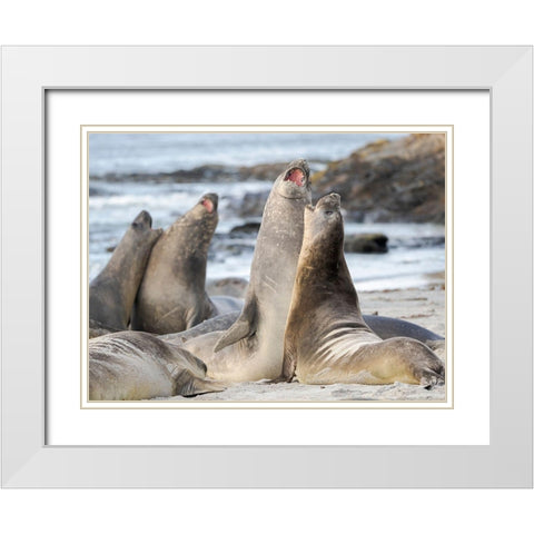 Southern elephant seal after harem and breeding season Young bulls fighting  White Modern Wood Framed Art Print with Double Matting by Zwick, Martin