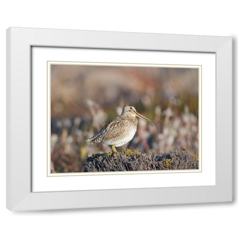 Magellan Snipe taxonomy under dispute-sometimes also called Paraguayan Snipe Falkland Islands White Modern Wood Framed Art Print with Double Matting by Zwick, Martin
