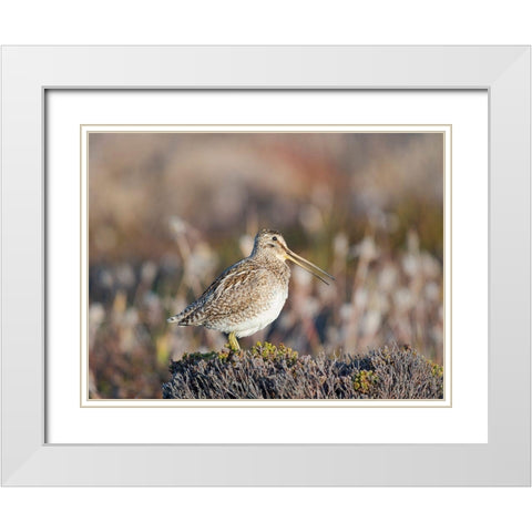 Magellan Snipe taxonomy under dispute-sometimes also called Paraguayan Snipe Falkland Islands White Modern Wood Framed Art Print with Double Matting by Zwick, Martin