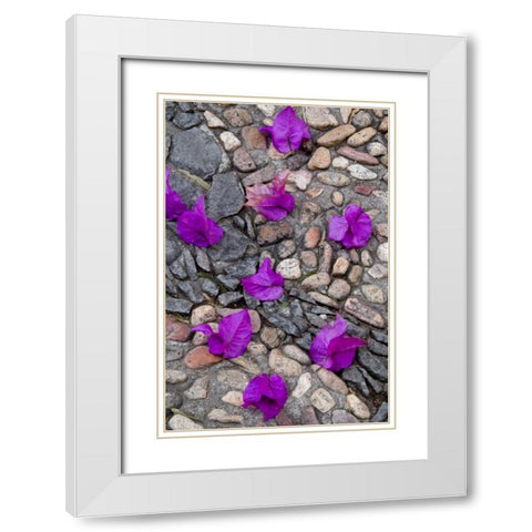 Mexico, Bougainvillea petals on cobblestones White Modern Wood Framed Art Print with Double Matting by Rotenberg, Nancy