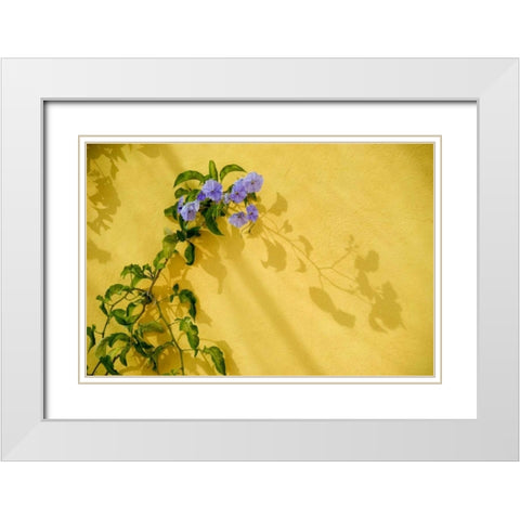 Mexico, Morning glory vine on stucco wall White Modern Wood Framed Art Print with Double Matting by Rotenberg, Nancy