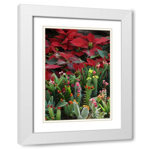 Mexico, Poinsettias with flowering cactus White Modern Wood Framed Art Print with Double Matting by Rotenberg, Nancy
