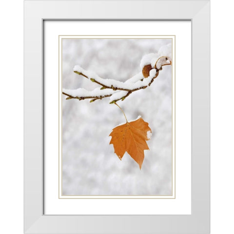 Lone leaf clings to a snowy sycamore tree branch White Modern Wood Framed Art Print with Double Matting by Flaherty, Dennis