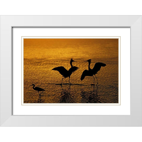 Silhouettes of reddish egrets in mating dance White Modern Wood Framed Art Print with Double Matting by Morris, Arthur