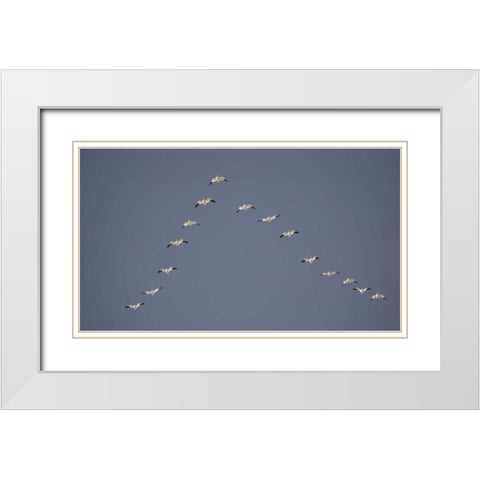 Snow geese flying in V formation White Modern Wood Framed Art Print with Double Matting by Morris, Arthur