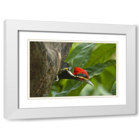 Mexico, Tamaulipas Lineated woodpecker in nest White Modern Wood Framed Art Print with Double Matting by Welling, Dave