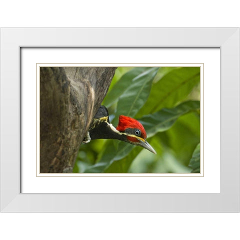 Mexico, Tamaulipas Lineated woodpecker in nest White Modern Wood Framed Art Print with Double Matting by Welling, Dave