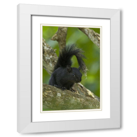 Mexico, Tamaulipas Curious red-bellied squirrel White Modern Wood Framed Art Print with Double Matting by Welling, Dave