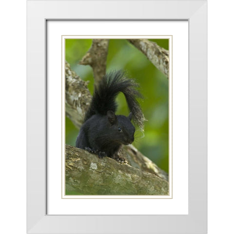 Mexico, Tamaulipas Curious red-bellied squirrel White Modern Wood Framed Art Print with Double Matting by Welling, Dave