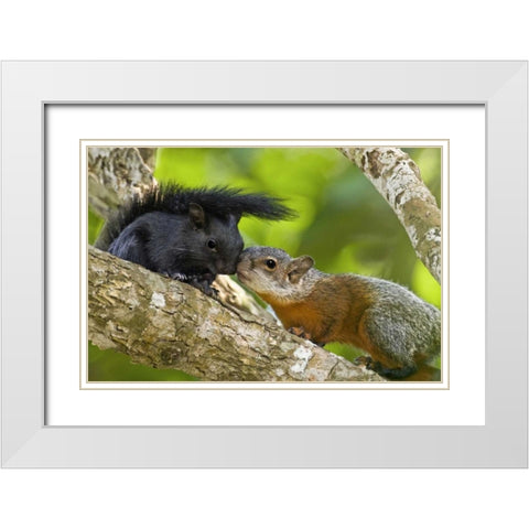 Mexico, Tamaulipas Red-bellied squirrels White Modern Wood Framed Art Print with Double Matting by Welling, Dave