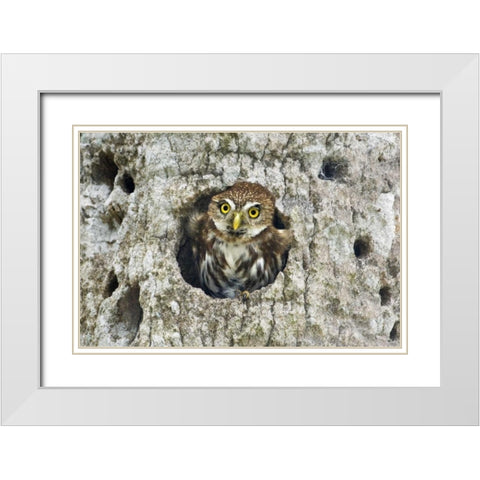 Mexico, Tamaulipas Ferruginous pygmy owl in nest White Modern Wood Framed Art Print with Double Matting by Welling, Dave