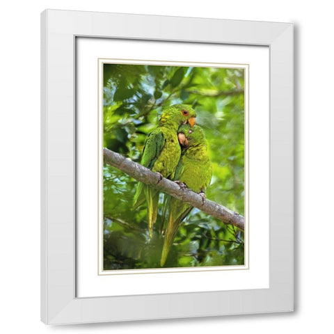 Mexico, Tamaulipas Pair of green parakeets preen White Modern Wood Framed Art Print with Double Matting by Welling, Dave