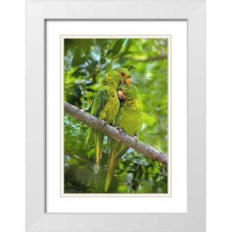Mexico, Tamaulipas Pair of green parakeets preen White Modern Wood Framed Art Print with Double Matting by Welling, Dave