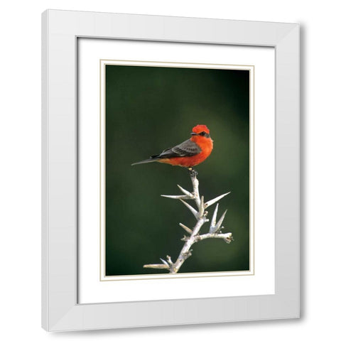 Mexico, Tamaulipas Vermillion flycatcher perched White Modern Wood Framed Art Print with Double Matting by Welling, Dave