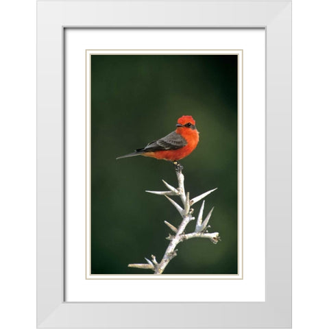 Mexico, Tamaulipas Vermillion flycatcher perched White Modern Wood Framed Art Print with Double Matting by Welling, Dave
