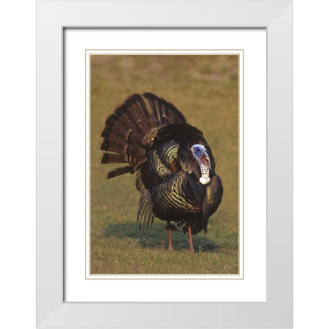 Mexico, Tamaulipas Tom turkey in mating display White Modern Wood Framed Art Print with Double Matting by Welling, Dave