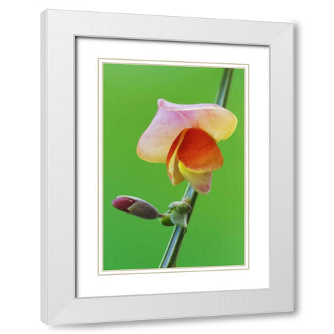 Close-up of Scotch broom flower and bud on stem White Modern Wood Framed Art Print with Double Matting by Flaherty, Dennis