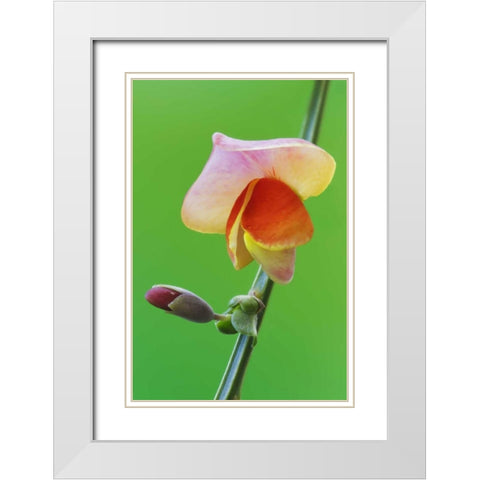 Close-up of Scotch broom flower and bud on stem White Modern Wood Framed Art Print with Double Matting by Flaherty, Dennis