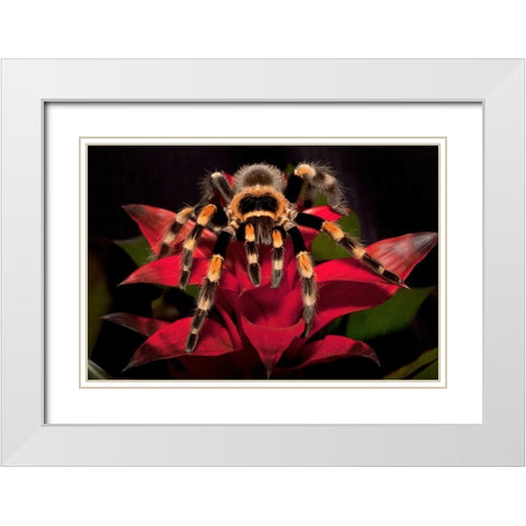 South America, Mexico Red-knee tarantula White Modern Wood Framed Art Print with Double Matting by Flaherty, Dennis