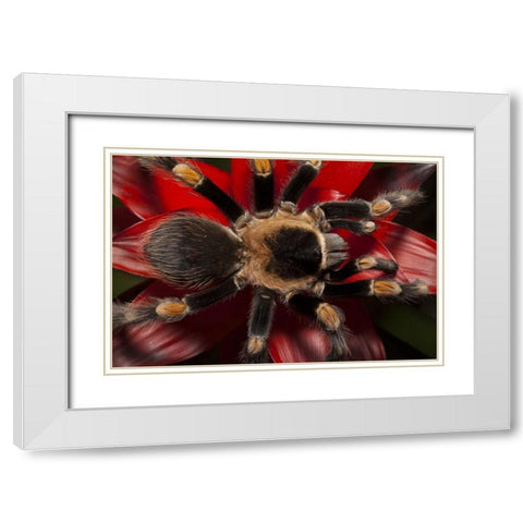 South America, Mexico Red-knee tarantula White Modern Wood Framed Art Print with Double Matting by Flaherty, Dennis