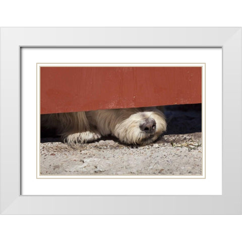Mexico Dog with nose under door White Modern Wood Framed Art Print with Double Matting by Paulson, Don