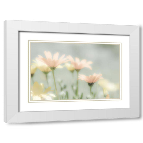 Mexico Blooming desert flowers White Modern Wood Framed Art Print with Double Matting by Paulson, Don
