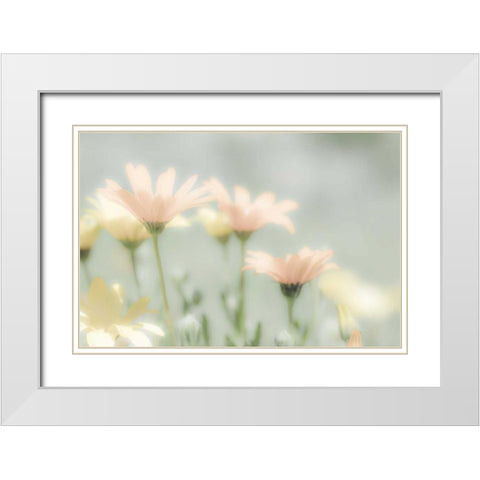Mexico Blooming desert flowers White Modern Wood Framed Art Print with Double Matting by Paulson, Don