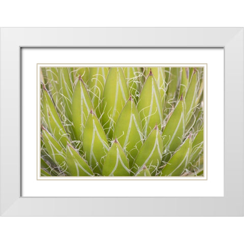 Mexico, San Miguel de Allende Yucca plant White Modern Wood Framed Art Print with Double Matting by Paulson, Don