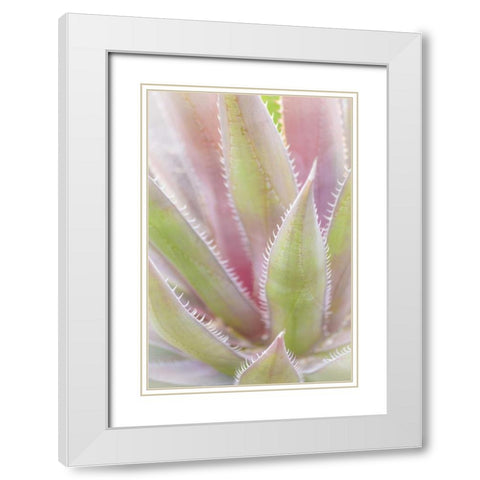 Mexico, San Miguel de Allende Yucca plant White Modern Wood Framed Art Print with Double Matting by Paulson, Don