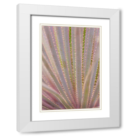 Mexico, San Miguel de Allende Yucca plant White Modern Wood Framed Art Print with Double Matting by Paulson, Don