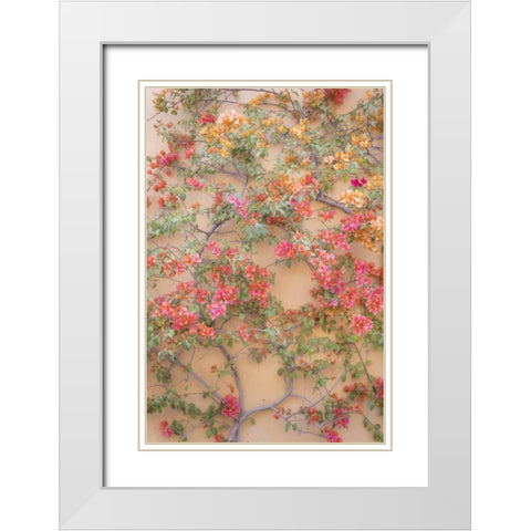 Mexico Bougainvillea growing on wall White Modern Wood Framed Art Print with Double Matting by Paulson, Don
