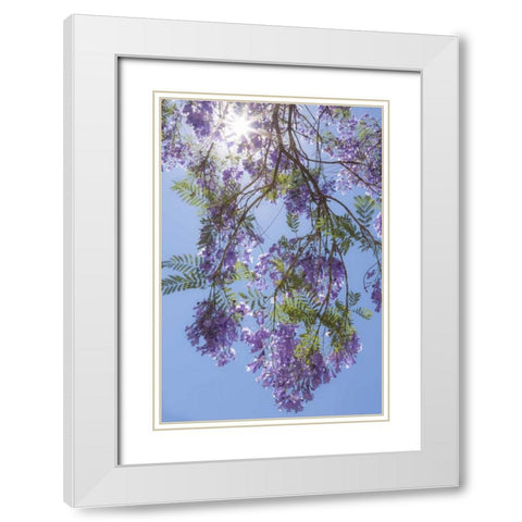 Mexico Sunburst through jacaranda tree White Modern Wood Framed Art Print with Double Matting by Paulson, Don