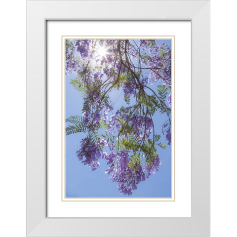 Mexico Sunburst through jacaranda tree White Modern Wood Framed Art Print with Double Matting by Paulson, Don