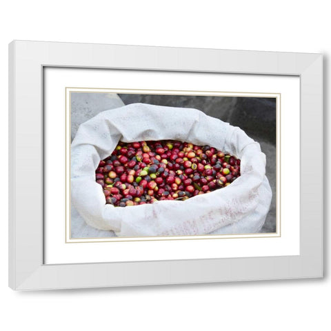 Mexico, Sierra Madre Mts Raw coffee beans in bag White Modern Wood Framed Art Print with Double Matting by Ross, Steve