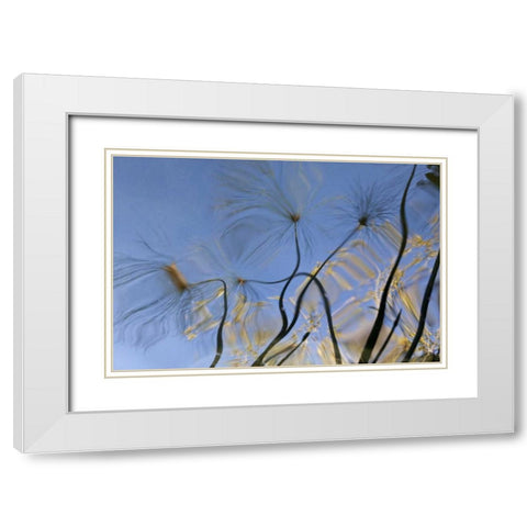 Mexico, Baja California, Tecate Pool reflection White Modern Wood Framed Art Print with Double Matting by Paulson, Don