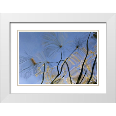 Mexico, Baja California, Tecate Pool reflection White Modern Wood Framed Art Print with Double Matting by Paulson, Don