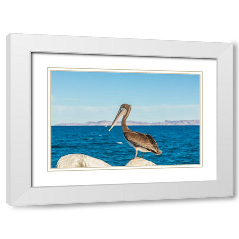 Loreto- Baja California Sur- Mexico. A Brown pelican along the shore of the Sea of Cortez. White Modern Wood Framed Art Print with Double Matting by Wilson, Emily M.