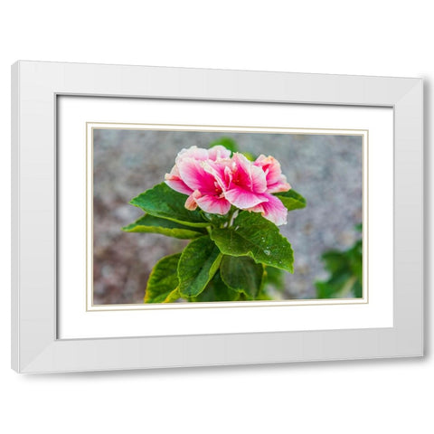 Loreto- Baja California Sur- Mexico. A pink flower along the street. White Modern Wood Framed Art Print with Double Matting by Wilson, Emily M.