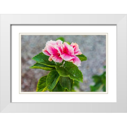 Loreto- Baja California Sur- Mexico. A pink flower along the street. White Modern Wood Framed Art Print with Double Matting by Wilson, Emily M.